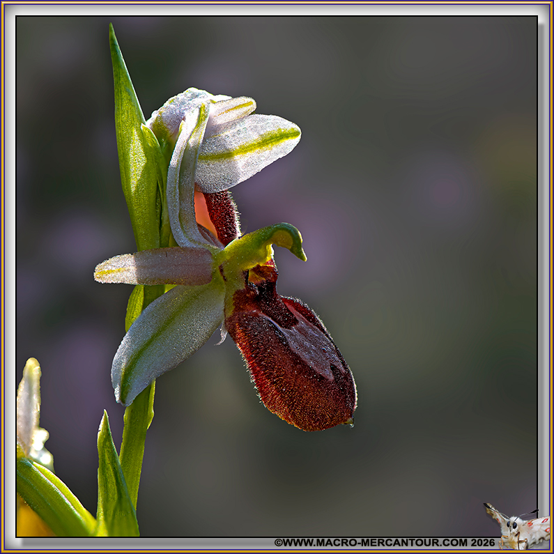 Ophrys arachnitiformis
